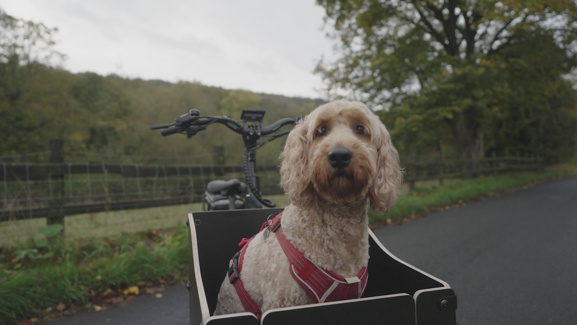 Load video: Alpine Sherpa electric trike, featuring a front-facing pet transporter box