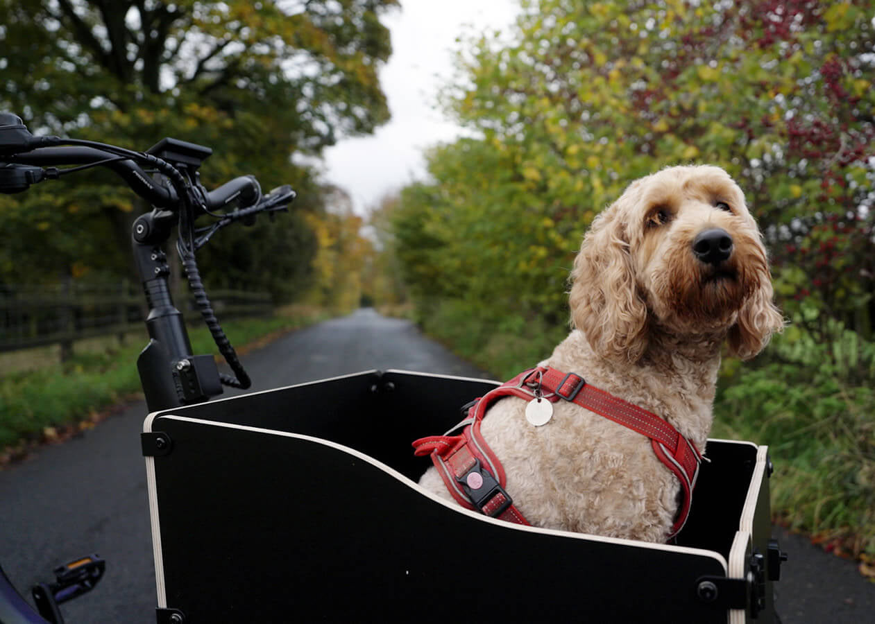 Alpine Sherpa Electric Tricycle - with pet carrier